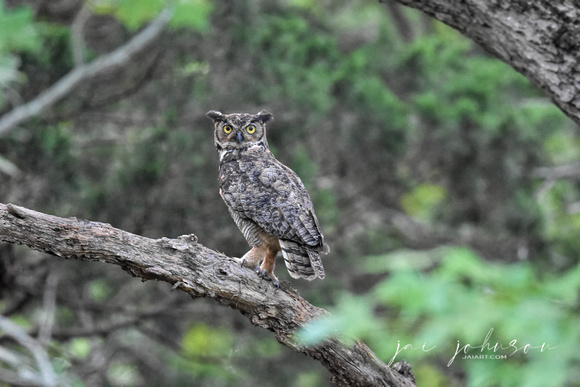 Great Horned Owl Shiloh TN
