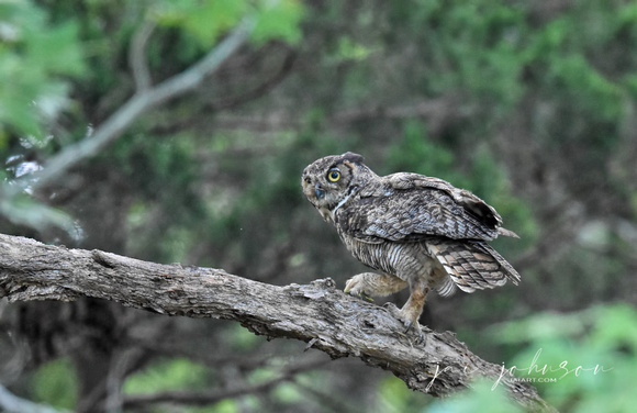 Great Horned Owl With Bug on Branch Shiloh TN