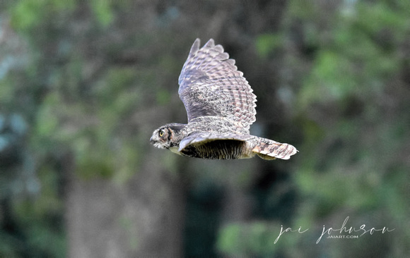 Great Horned Owl In Flight Shiloh TN