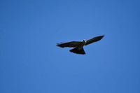 Mississippi Kite in Flight