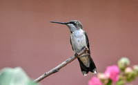 Juvenile Male Ruby Red Throated Hummingbird