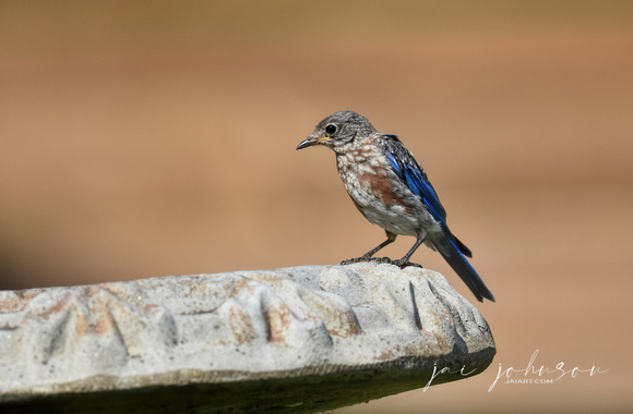 Baby Eastern Bluebird on Edge of Birdbath