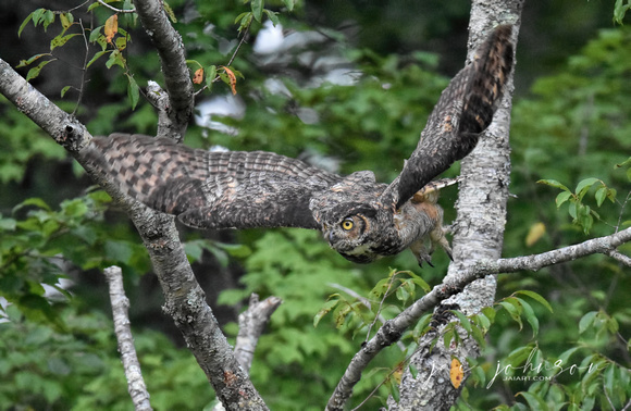 Great Horned Owl Take Off Shiloh TN