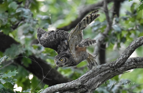Great Horned Owl Shiloh TN Take Off