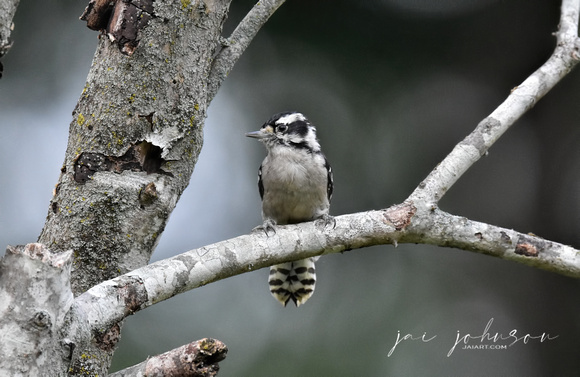 Juvenile Downy Woodpecker Perched On Branch