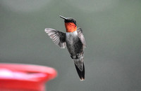 Male Ruby Red Throated Hummingbird In Flight