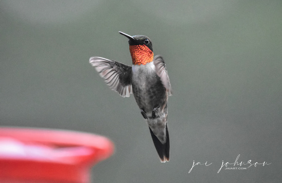 Male Ruby Red Throated Hummingbird In Flight