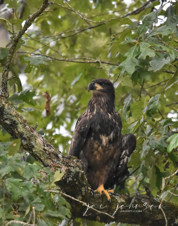 Juvenile Eagle Shiloh TN