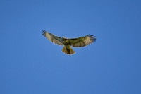 Red Tailed Hawk In Flight Overhead