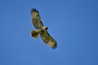 Red Tailed Hawk In Flight Overhead