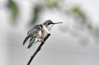 Ruby Red Throated Hummingbird On Branch