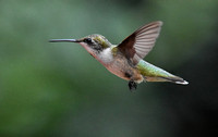 Flying Ruby Red Throated Hummingbird