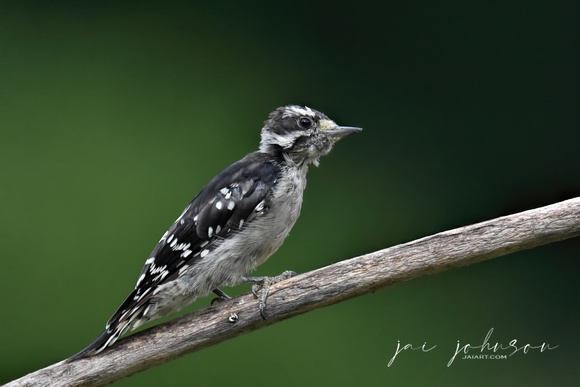 Juvenile Downy Woodpecker On Branch