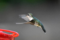 Flying Ruby Red Throated Hummingbird