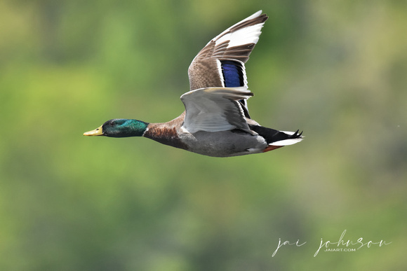 Mallard Duck In Flight