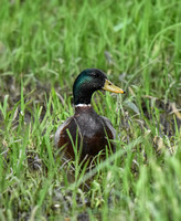Mallard Duck in Grassy Swamp