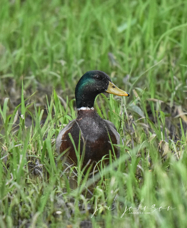 Mallard Duck in Grassy Swamp