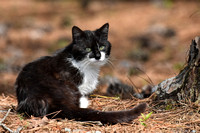 Feral Black and White Cat