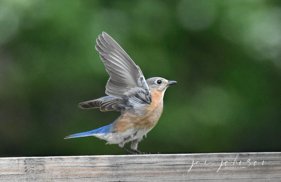 Female Bluebird On Fence