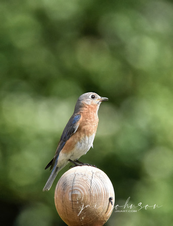 Female Bluebird On Fence Post