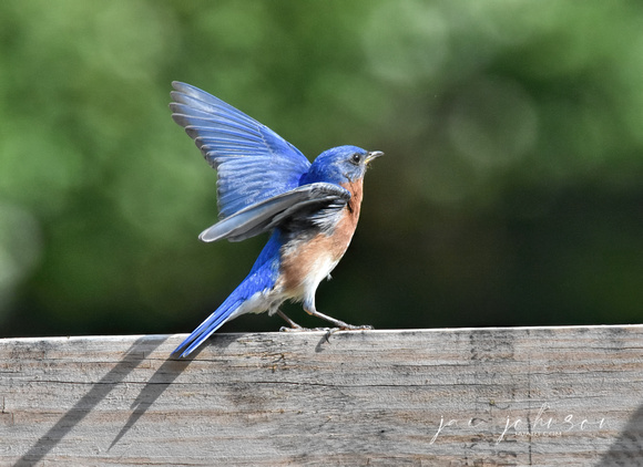 Male Bluebird on Fence