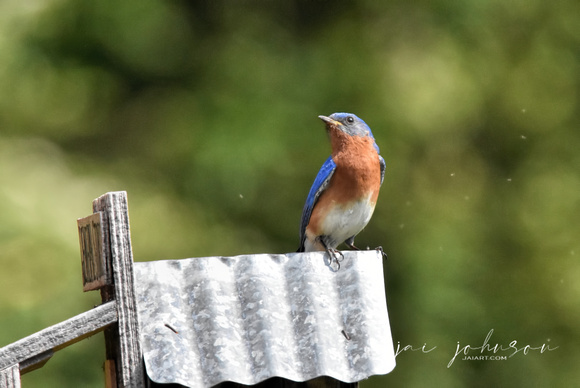 Bluebird On Bird House Metal Roof