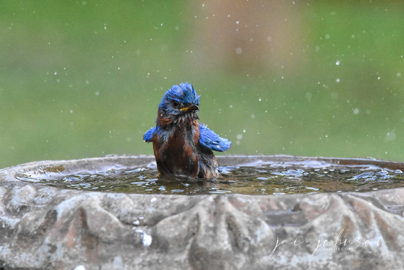 Male Bluebird Taking Bath