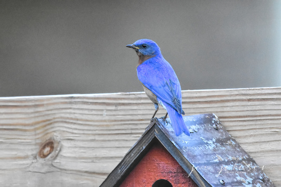 Male Bluebird On Red Bird House Roof