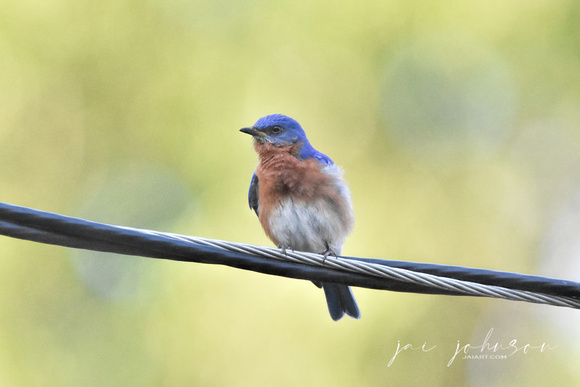 Male Bluebird On Electrical Wire