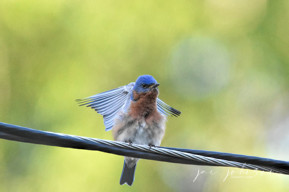 Male Bluebird On Electrical Wire