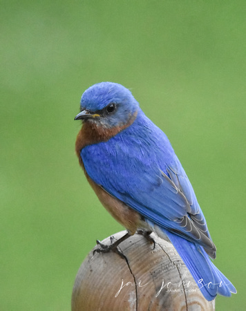 Male Bluebird On Fence Post