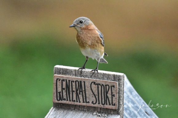 Bluebird On General Store Birdhouse
