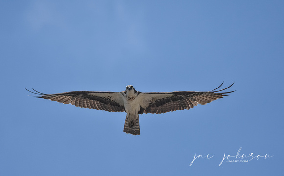 Osprey In Flight Pickwick Dam, TN