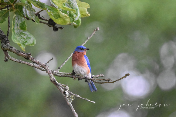 Bluebird On A Branch