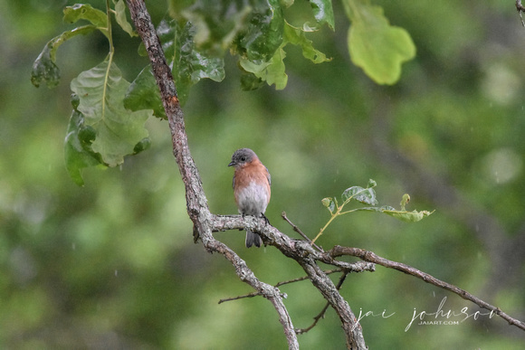 Female Bluebird On A Branch