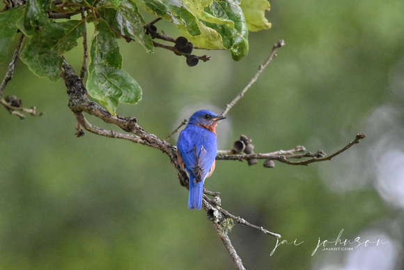 Bluebird On A Branch