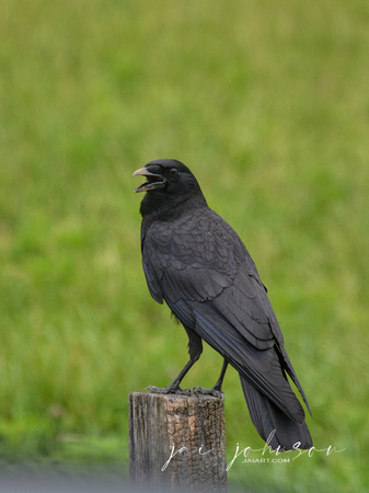 Crow On Fence Post