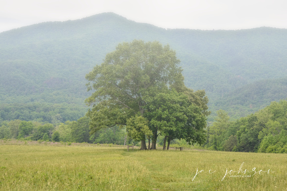 Foggy Morning In Cades Cove