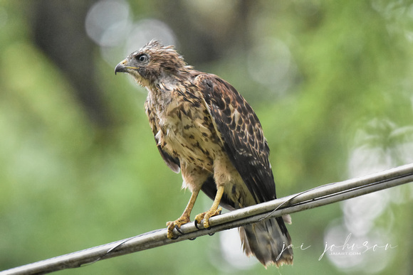 Juvenile Red Shouldered Hawk On Electric Wire