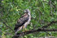 Juvenile Red Shouldered Hawk On Branch