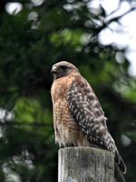Adult Red Shouldered Hawk On Electric Pole