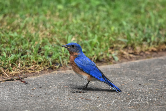 Male Bluebird On Ground