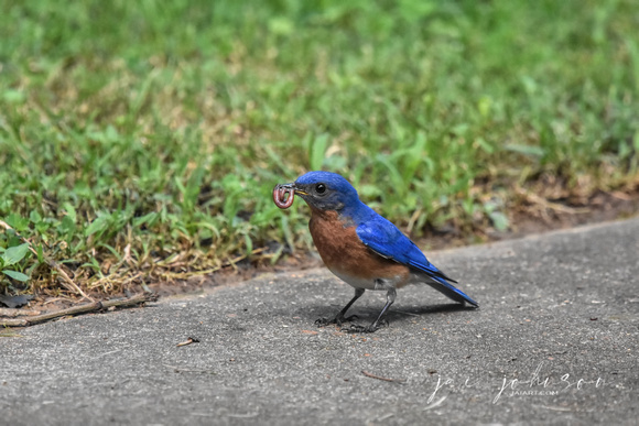 Male Bluebird On Ground With Worm
