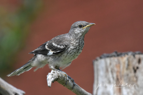 Juvenile Mockingbird On Branch