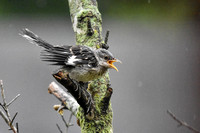 Juvenile Mockingbird In The Rain