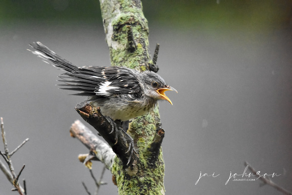 Juvenile Mockingbird In The Rain