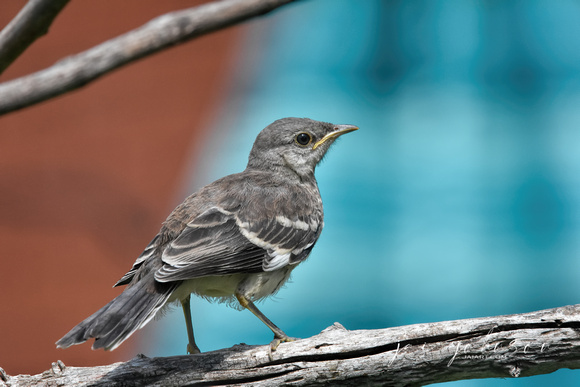 Juvenile Mockingbird On Branch