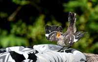 Juvenile Mockingbird Begging For Food
