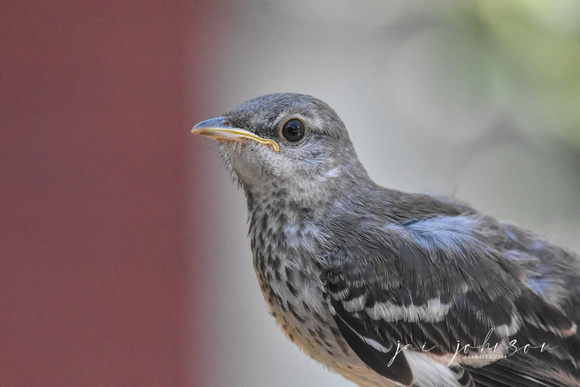 Juvenile Mockingbird Up Close Portrait