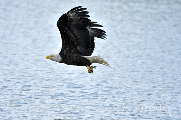 Bald Eagle With Fish - Jackson TN